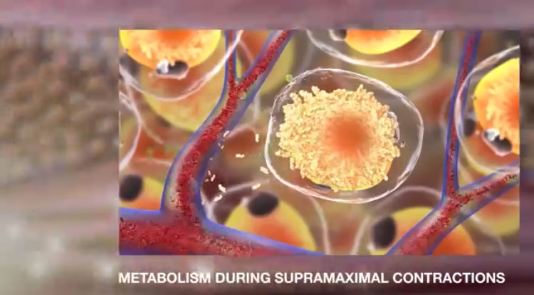 Metabolism during supramaximal contractions